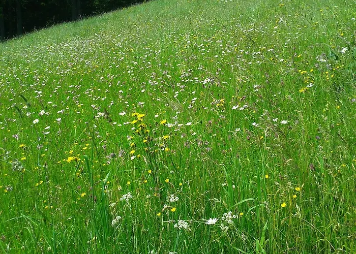 Studio Schwarzenauer