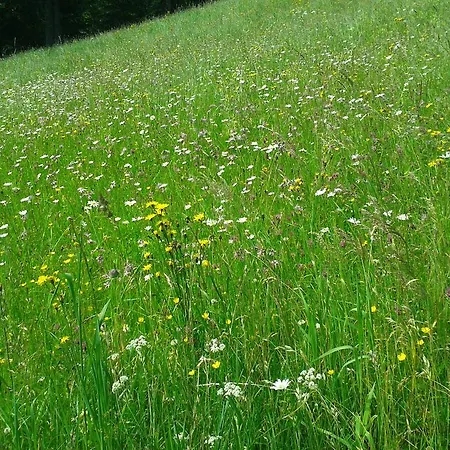 Studio Schwarzenauer