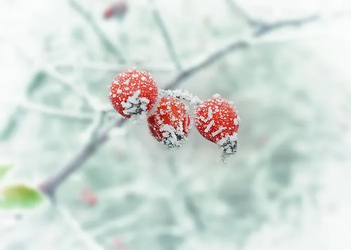 Studio Schwarzenauer *